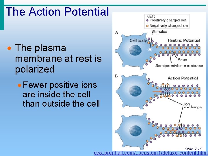 The Action Potential · The plasma membrane at rest is polarized · Fewer positive