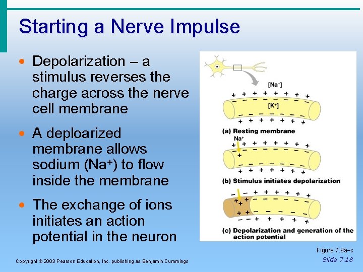 Starting a Nerve Impulse · Depolarization – a stimulus reverses the charge across the