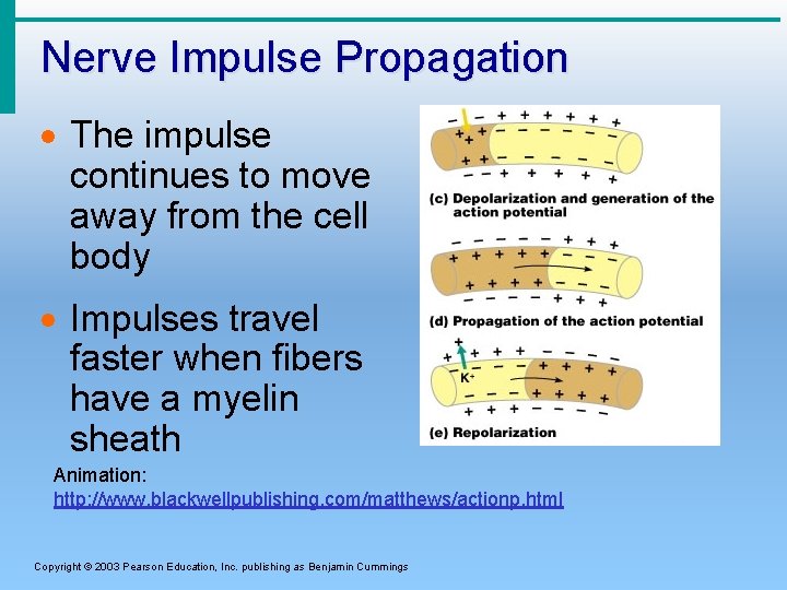 Nerve Impulse Propagation · The impulse continues to move away from the cell body