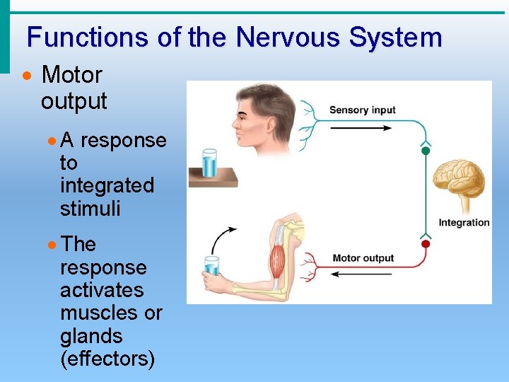 Functions of the Nervous System · Motor output · A response to integrated stimuli