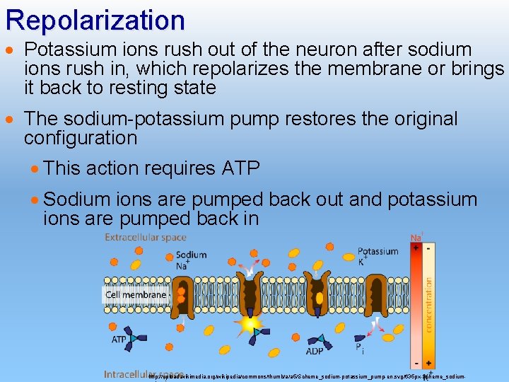 Repolarization · Potassium ions rush out of the neuron after sodium ions rush in,