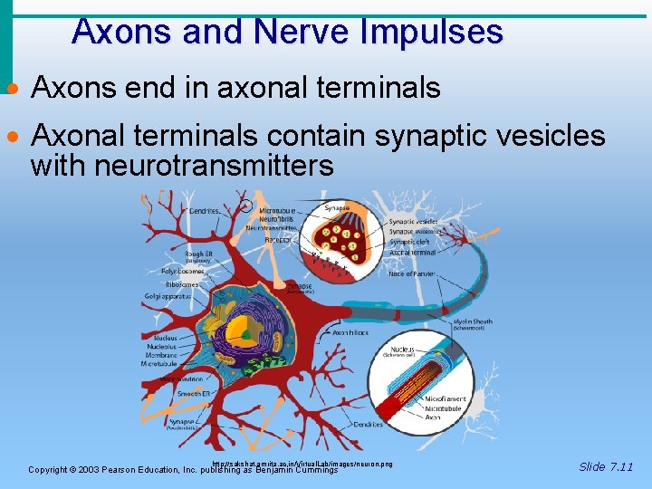 Axons and Nerve Impulses · Axons end in axonal terminals · Axonal terminals contain