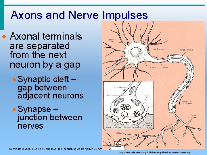 Axons and Nerve Impulses · Axonal terminals are separated from the next neuron by