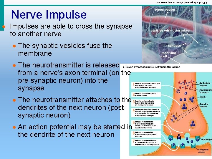 http: //www. lionden. com/graphics/AP/synapse. jpg Nerve Impulse · Impulses are able to cross the