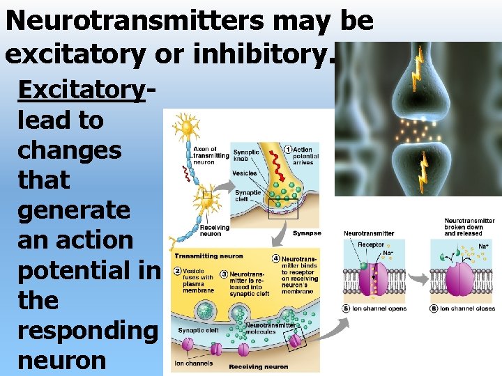 Neurotransmitters may be excitatory or inhibitory. Excitatory- lead to changes that generate an action