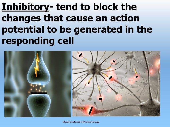 Inhibitory- tend to block the changes that cause an action potential to be generated