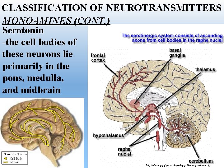 CLASSIFICATION OF NEUROTRANSMITTERS MONOAMINES (CONT. ) Serotonin -the cell bodies of these neurons lie