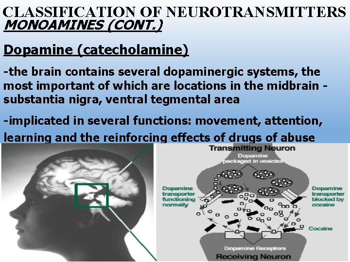 CLASSIFICATION OF NEUROTRANSMITTERS MONOAMINES (CONT. ) Dopamine (catecholamine) -the brain contains several dopaminergic systems,