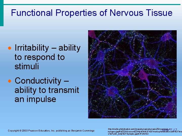 Functional Properties of Nervous Tissue · Irritability – ability to respond to stimuli ·