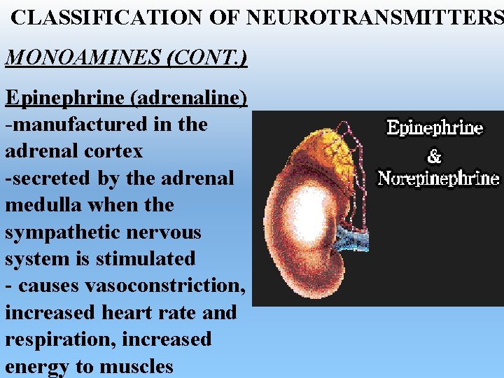 CLASSIFICATION OF NEUROTRANSMITTERS MONOAMINES (CONT. ) Epinephrine (adrenaline) -manufactured in the adrenal cortex -secreted