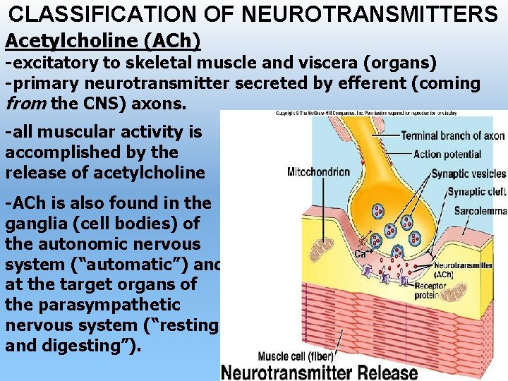 CLASSIFICATION OF NEUROTRANSMITTERS Acetylcholine (ACh) -excitatory to skeletal muscle and viscera (organs) -primary neurotransmitter