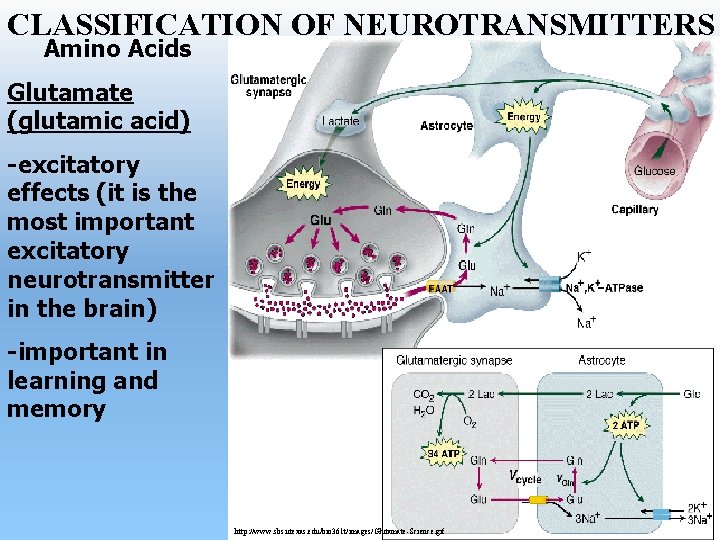 CLASSIFICATION OF NEUROTRANSMITTERS Amino Acids Glutamate (glutamic acid) -excitatory effects (it is the most