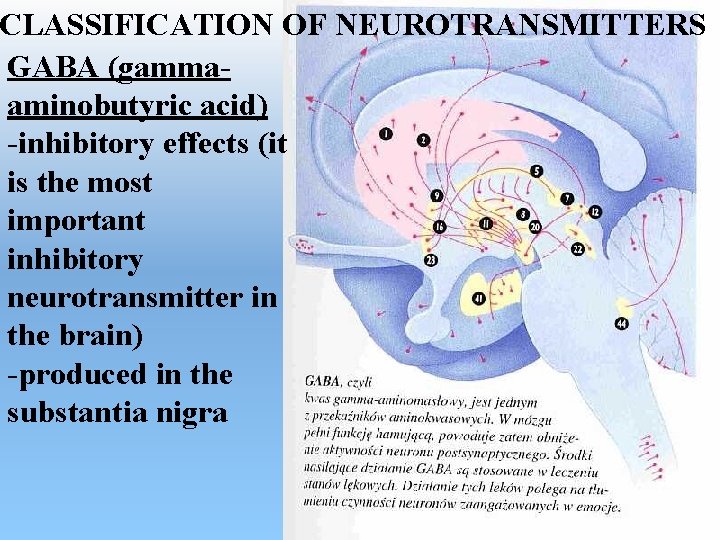 CLASSIFICATION OF NEUROTRANSMITTERS GABA (gammaaminobutyric acid) -inhibitory effects (it is the most important inhibitory