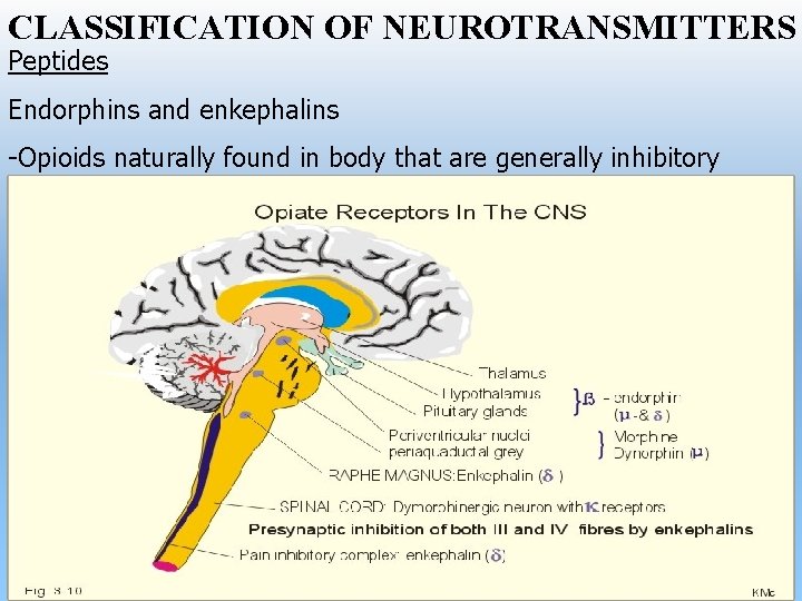 CLASSIFICATION OF NEUROTRANSMITTERS Peptides Endorphins and enkephalins -Opioids naturally found in body that are