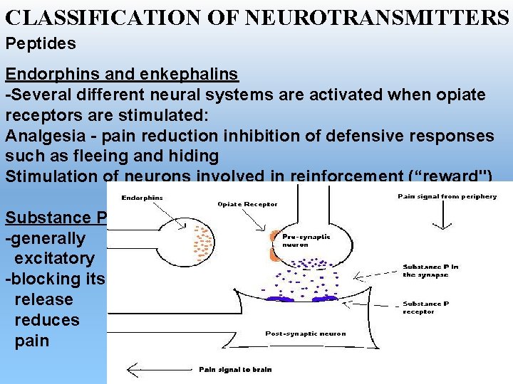 CLASSIFICATION OF NEUROTRANSMITTERS Peptides Endorphins and enkephalins -Several different neural systems are activated when