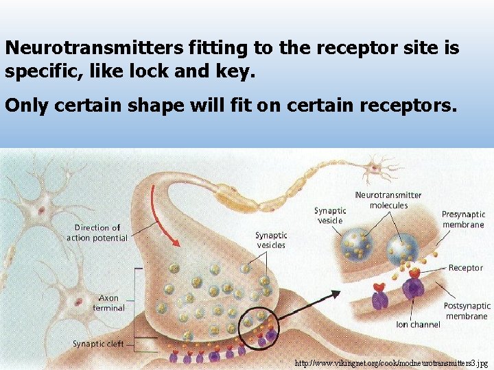 Neurotransmitters fitting to the receptor site is specific, like lock and key. Only certain