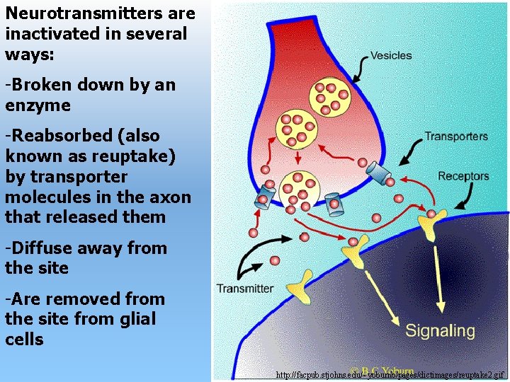 Neurotransmitters are inactivated in several ways: -Broken down by an enzyme -Reabsorbed (also known