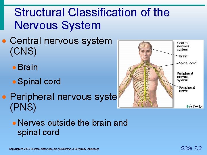 Structural Classification of the Nervous System · Central nervous system (CNS) · Brain ·