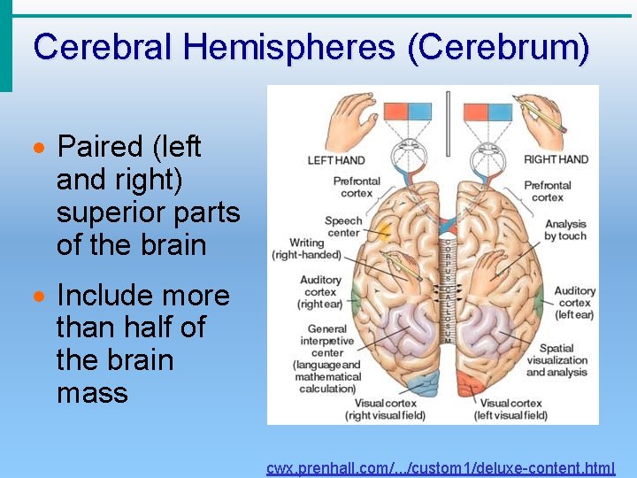Cerebral Hemispheres (Cerebrum) · Paired (left and right) superior parts of the brain ·