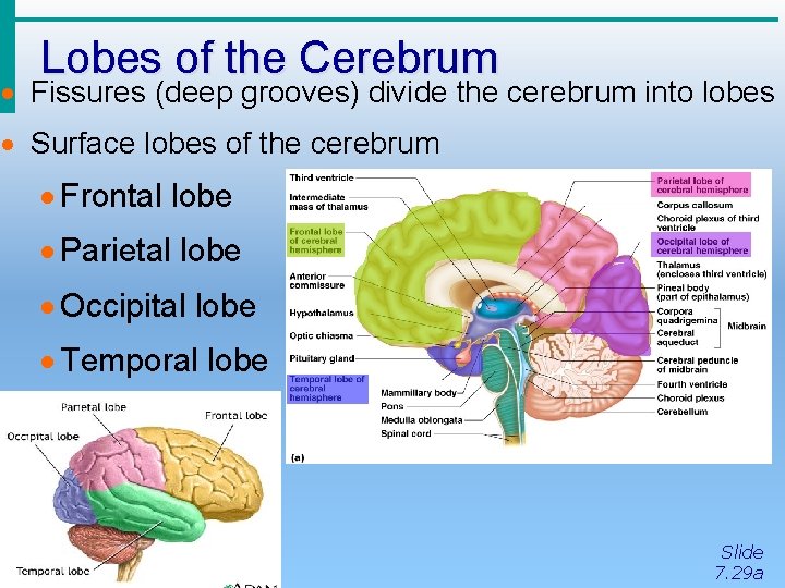 Lobes of the Cerebrum · Fissures (deep grooves) divide the cerebrum into lobes ·