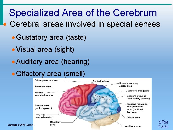 Specialized Area of the Cerebrum · Cerebral areas involved in special senses · Gustatory