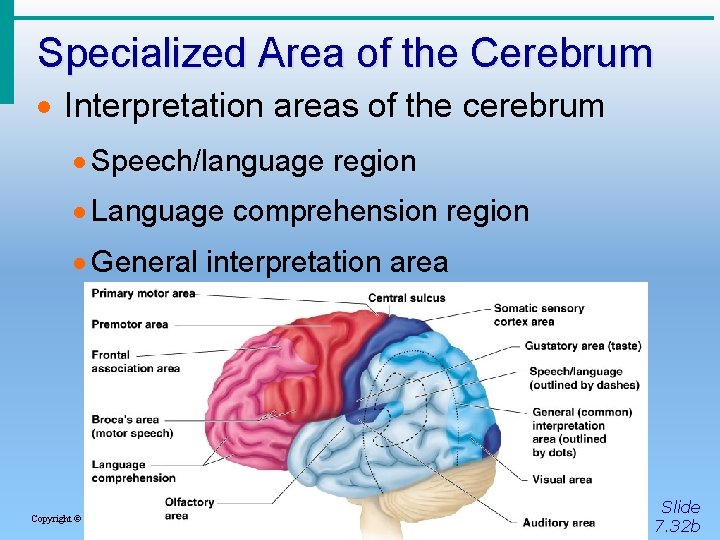 Specialized Area of the Cerebrum · Interpretation areas of the cerebrum · Speech/language region