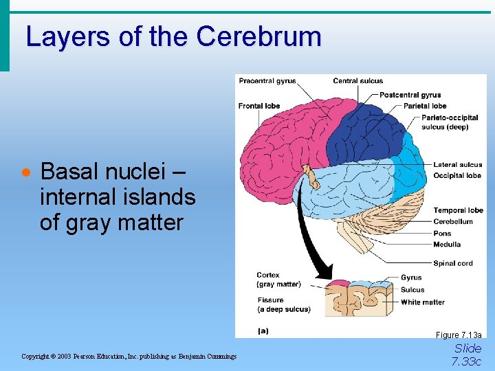 Layers of the Cerebrum · Basal nuclei – internal islands of gray matter Figure