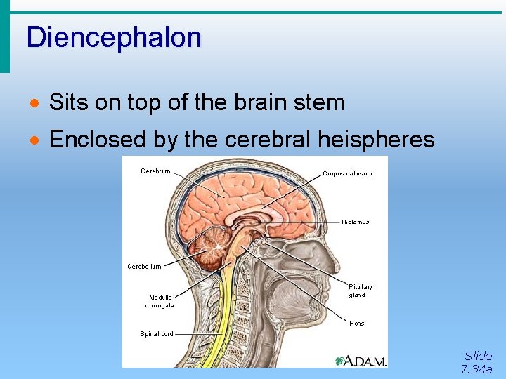 Diencephalon · Sits on top of the brain stem · Enclosed by the cerebral