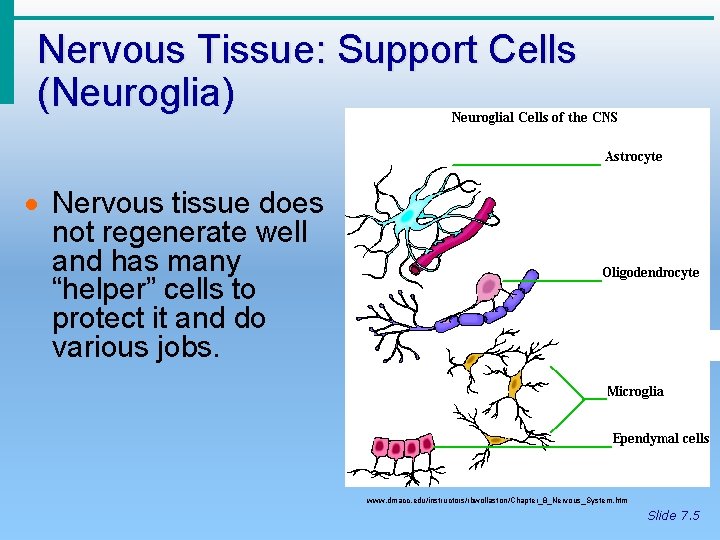 Nervous Tissue: Support Cells (Neuroglia) · Nervous tissue does not regenerate well and has