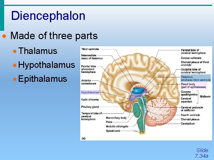 Diencephalon · Made of three parts · Thalamus · Hypothalamus · Epithalamus Slide 7.