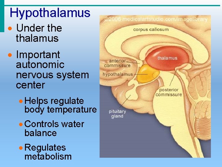Hypothalamus · Under the thalamus · Important autonomic nervous system center · Helps regulate