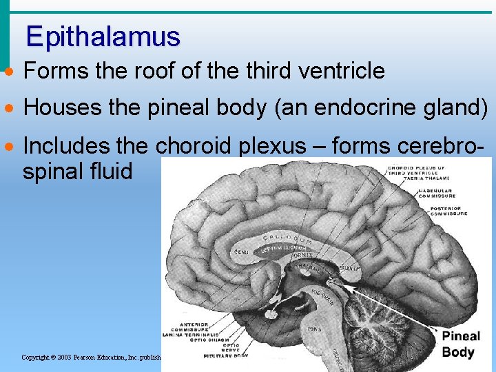 Epithalamus · Forms the roof of the third ventricle · Houses the pineal body