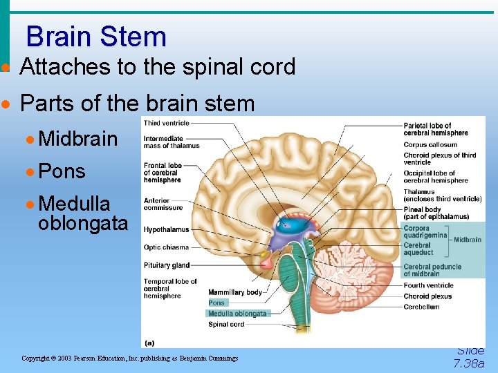 Brain Stem · Attaches to the spinal cord · Parts of the brain stem