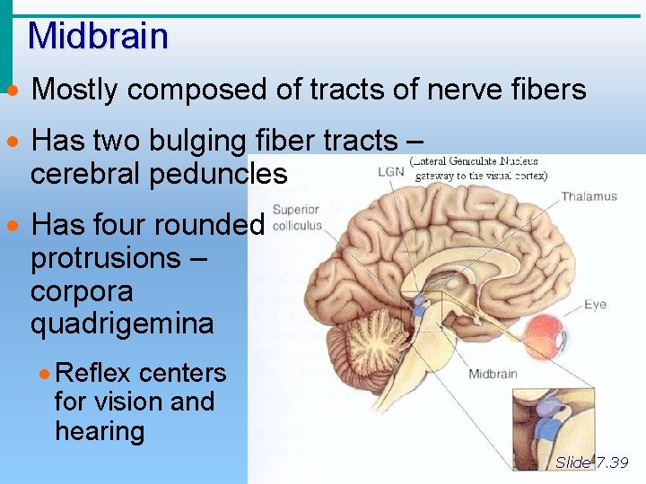 Midbrain · Mostly composed of tracts of nerve fibers · Has two bulging fiber