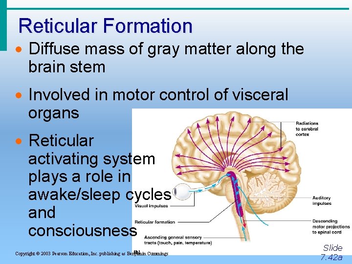 Reticular Formation · Diffuse mass of gray matter along the brain stem · Involved