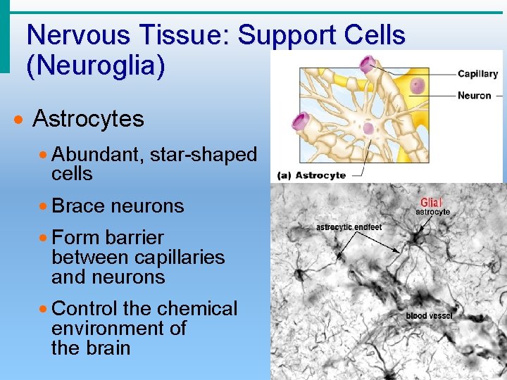 Nervous Tissue: Support Cells (Neuroglia) · Astrocytes · Abundant, star-shaped cells · Brace neurons