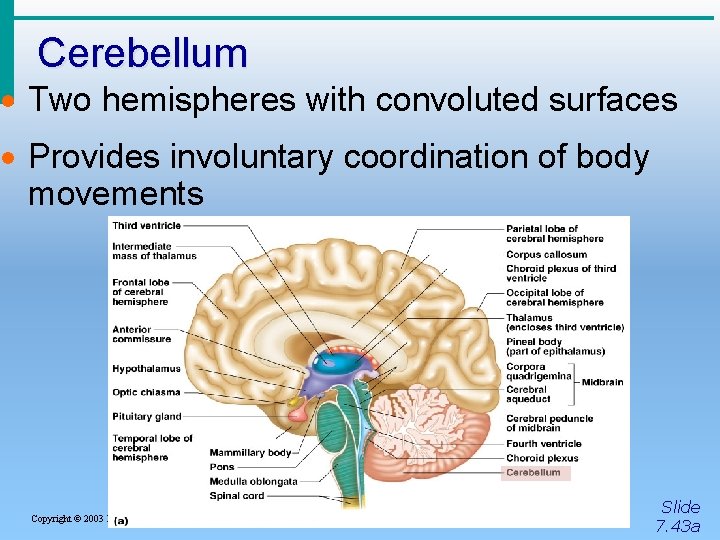 Cerebellum · Two hemispheres with convoluted surfaces · Provides involuntary coordination of body movements