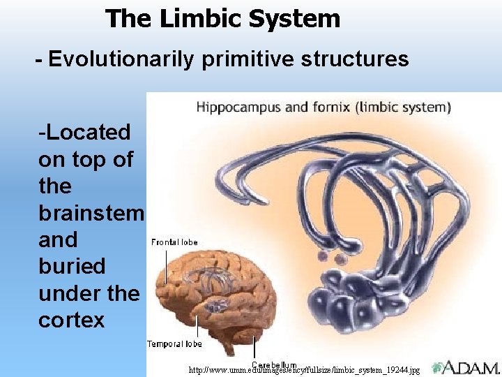 The Limbic System - Evolutionarily primitive structures -Located on top of the brainstem and