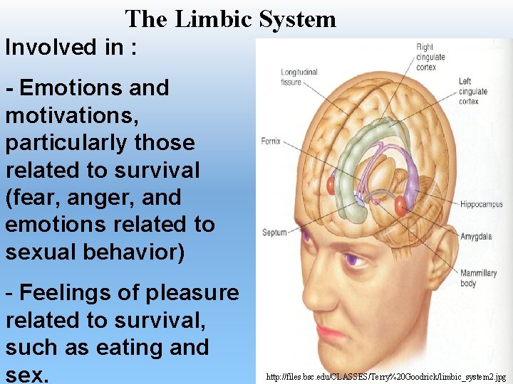 The Limbic System Involved in : - Emotions and motivations, particularly those related to