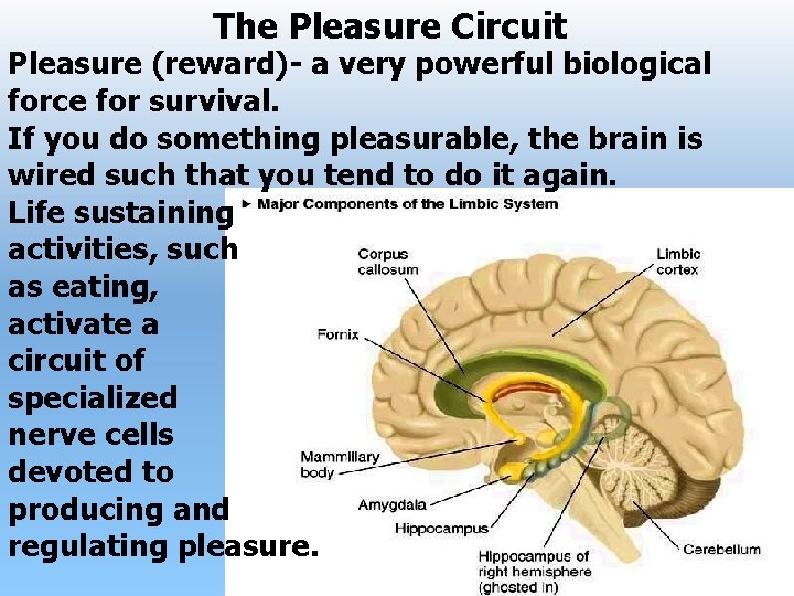 The Pleasure Circuit Pleasure (reward)- a very powerful biological force for survival. If you