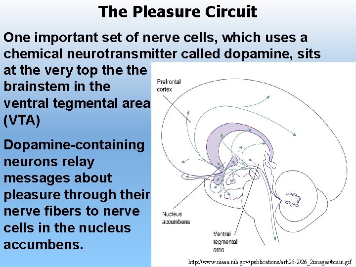 The Pleasure Circuit One important set of nerve cells, which uses a chemical neurotransmitter