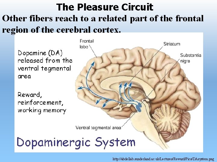 The Pleasure Circuit Other fibers reach to a related part of the frontal region