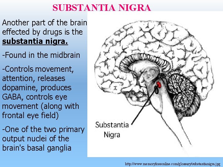 SUBSTANTIA NIGRA Another part of the brain effected by drugs is the substantia nigra.