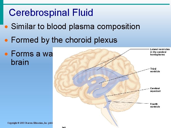 Cerebrospinal Fluid · Similar to blood plasma composition · Formed by the choroid plexus