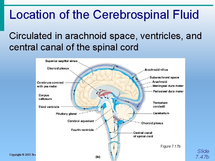 Location of the Cerebrospinal Fluid Circulated in arachnoid space, ventricles, and central canal of