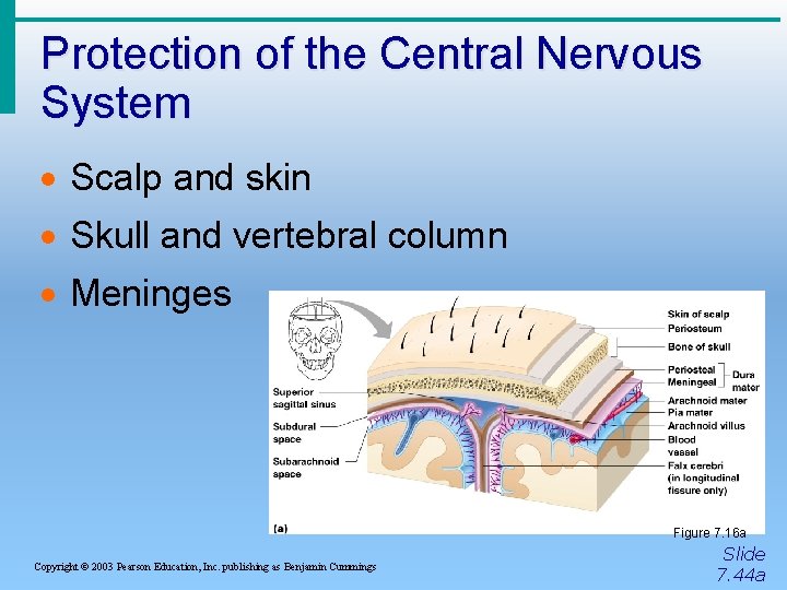 Protection of the Central Nervous System · Scalp and skin · Skull and vertebral