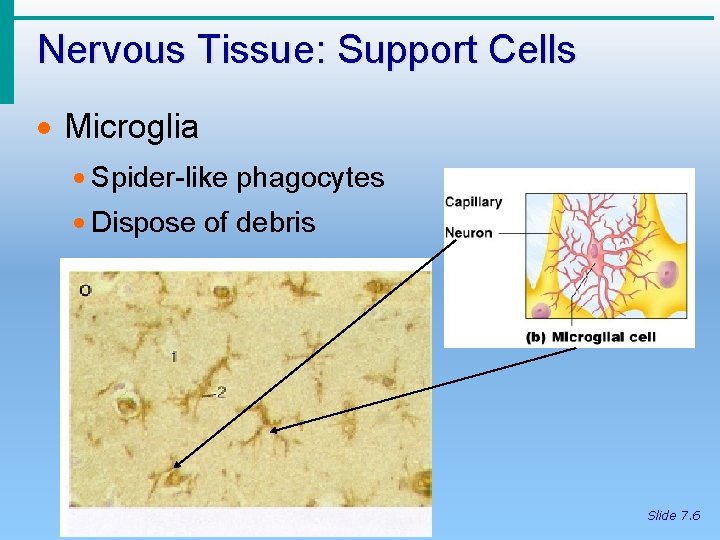 Nervous Tissue: Support Cells · Microglia · Spider-like phagocytes · Dispose of debris Slide