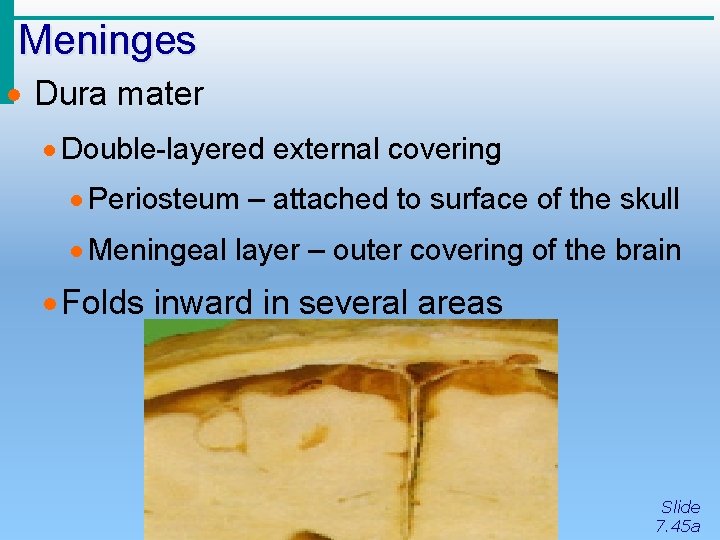 Meninges · Dura mater · Double-layered external covering · Periosteum – attached to surface