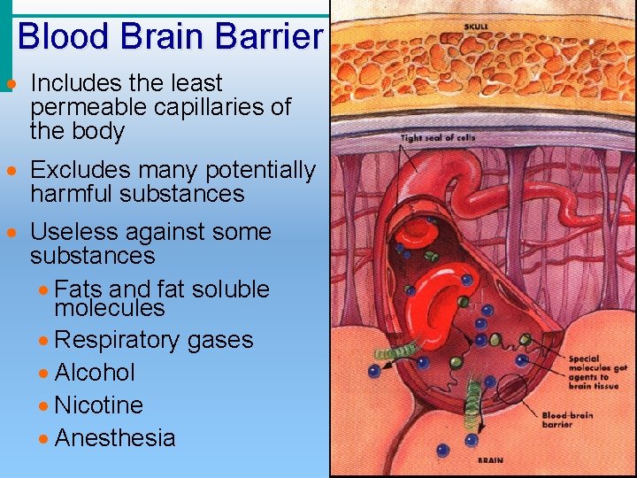 Blood Brain Barrier · Includes the least permeable capillaries of the body · Excludes