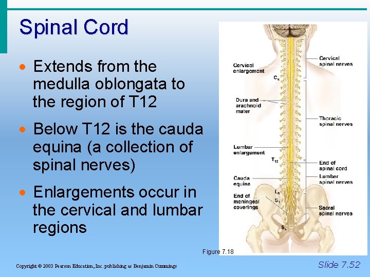 Spinal Cord · Extends from the medulla oblongata to the region of T 12